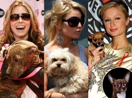 Jessica Biel, Paris Hilton, Jessica Simpson Jessica Biel, Paris Hilton, Jessica Simpson